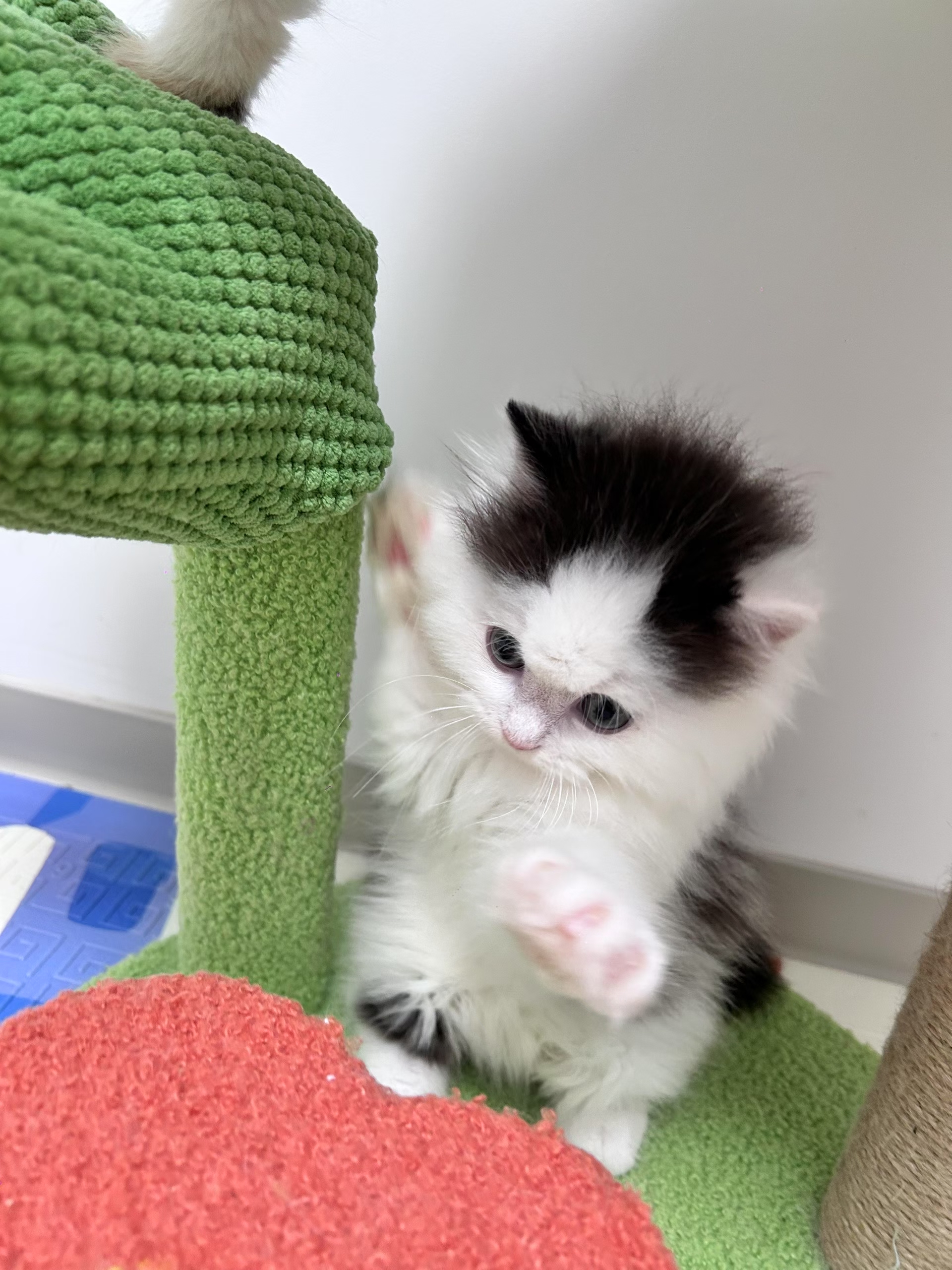 黑加白奶牛猫弟弟，包邮
